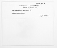 Craterellus tubaeformis image